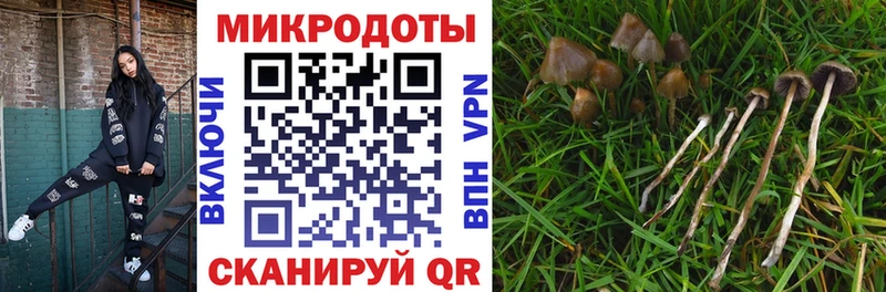 наркота  Александров  блэк спрут рабочий сайт  Псилоцибиновые грибы Psilocybine cubensis 